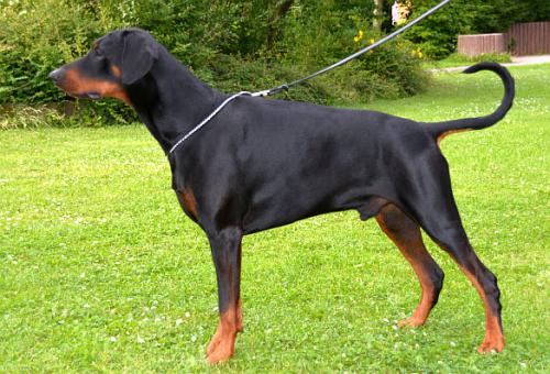 Eagan v.d. Fivelborgh | Black Doberman Pinscher