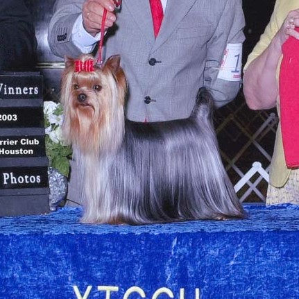 Guemart's Viva Mexico | Yorkshire Terrier 