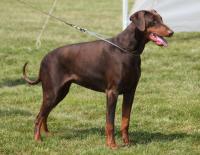 Eden v.d. Fivelborgh | Brown Doberman Pinscher