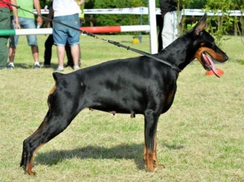 Athai Melacrinis (LO1062981) | Black Doberman Pinscher