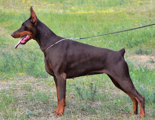 Nevada Sav San | Brown Doberman Pinscher