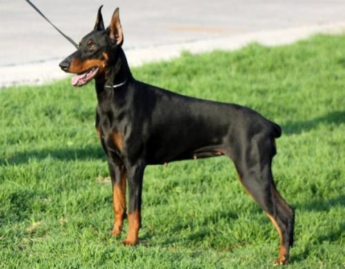 Mamba v. Ferrenberg | Black Doberman Pinscher