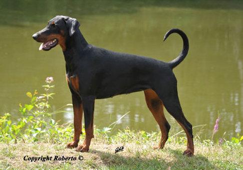 Unique v. Assindia | Black Doberman Pinscher