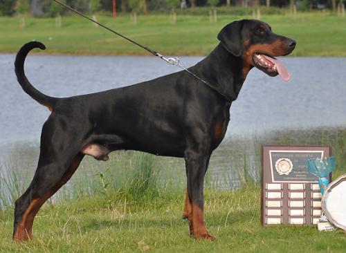 Russkaja Mechta Modny Mustang | Black Doberman Pinscher