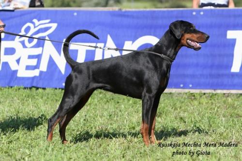 Russkaja Mechta Mera Madera | Black Doberman Pinscher