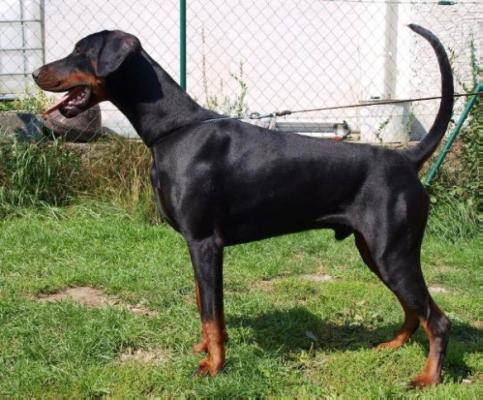 Adam v.d. Dobiaue | Black Doberman Pinscher