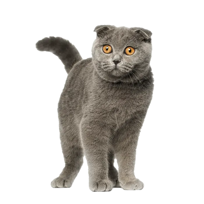 Scottish Fold 