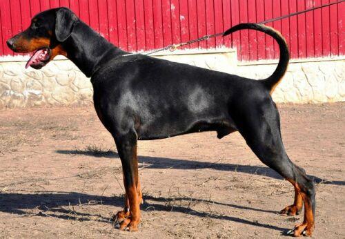 Amor v.d. Dobiaue | Black Doberman Pinscher