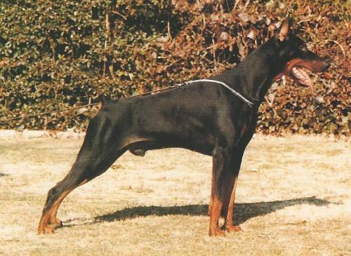 Philco de Furioso | Black Doberman Pinscher