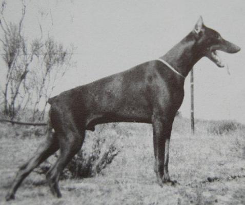 Kenia del Littorio | Brown Doberman Pinscher