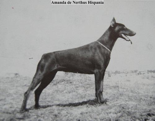 Amanda de Nerthus Hispania | Brown Doberman Pinscher