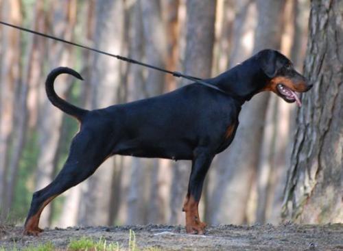 McKennah Alicia | Black Doberman Pinscher