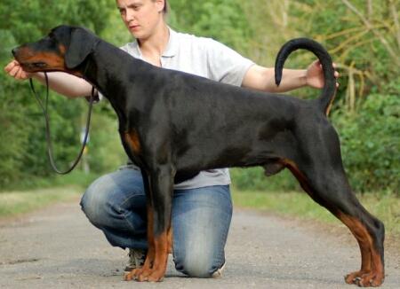 McKennah Alson | Black Doberman Pinscher