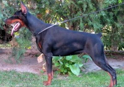 Belucci di Casa Montenegro | Black Doberman Pinscher