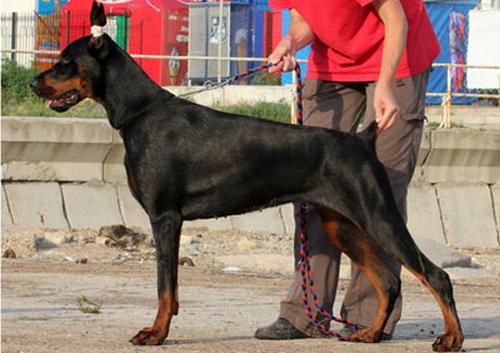 Selena z Padoku | Black Doberman Pinscher