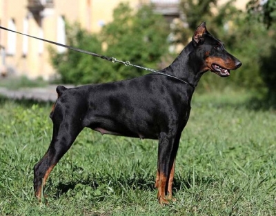 Igruniya iz Beloi Nochi | Black Doberman Pinscher