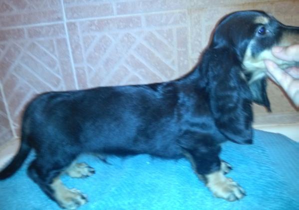 vonBork's Dream Of A Lifetime | Dachshund 