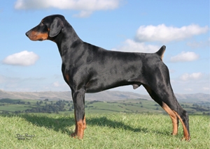 Trystorme Brigadoon at Malibray | Black Doberman Pinscher