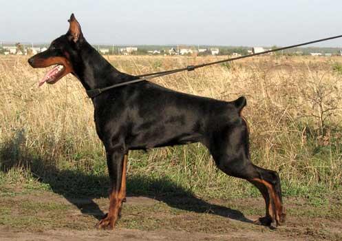 Eria Pro Moon Flower | Black Doberman Pinscher