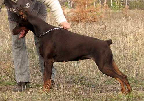 Eria Pro Marillion | Brown Doberman Pinscher