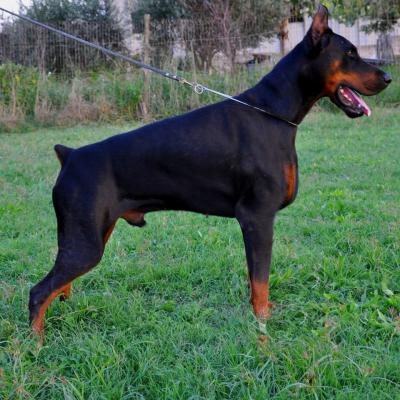Renoir di Casa Fox | Black Doberman Pinscher