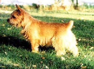 Relizane Des Hauts De La Canterre | Norwich Terrier 