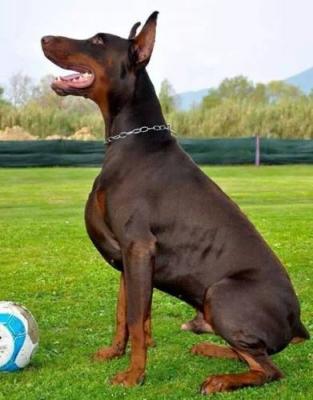 Re Zeus di Casa Fox | Brown Doberman Pinscher