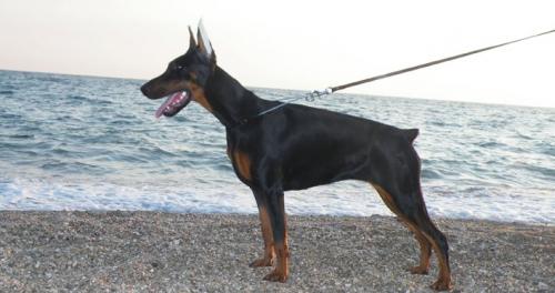 Reja di Casa Fox | Black Doberman Pinscher