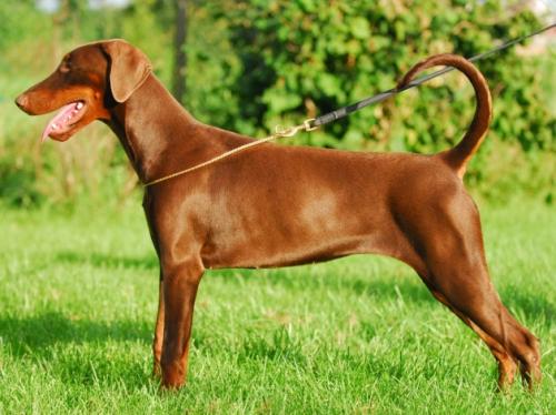 Amy v. Wörteleck | Brown Doberman Pinscher