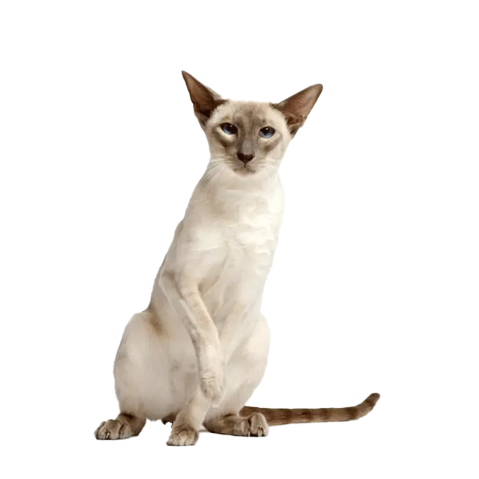 Siamese (Modern) mix