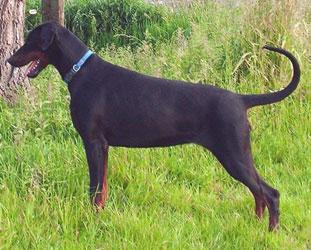 Forca v. Crowded House | Black Doberman Pinscher