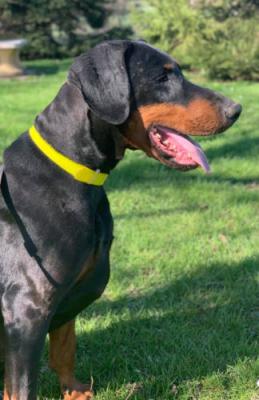 Farahnaze del Palazzo di Shanta | Black Doberman Pinscher