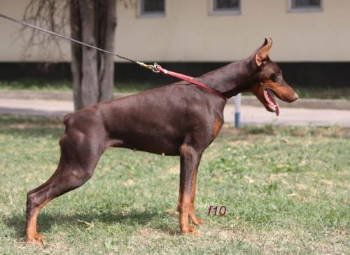 Carrie del Nasi | Brown Doberman Pinscher