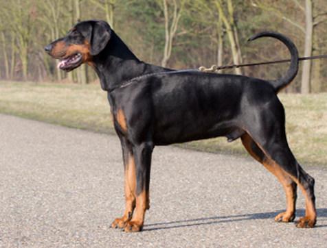 Hiram v.d. Donauhoeve | Black Doberman Pinscher