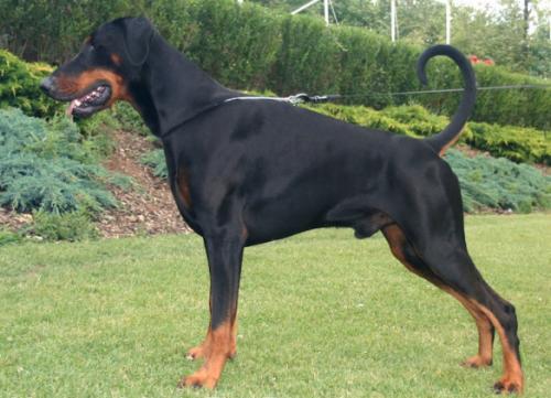 Haico v.d. Donauhoeve | Black Doberman Pinscher