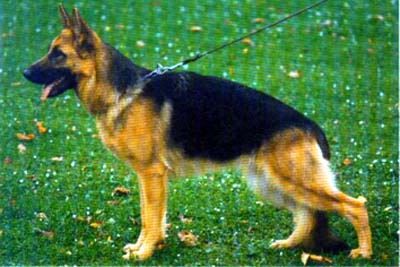 Adria von der Ulpe | German Shepherd Dog 