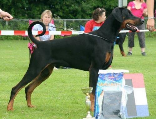 Hercule v.d. Donauhoeve | Black Doberman Pinscher