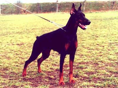 Tahi-Reme Vanda | Black Doberman Pinscher