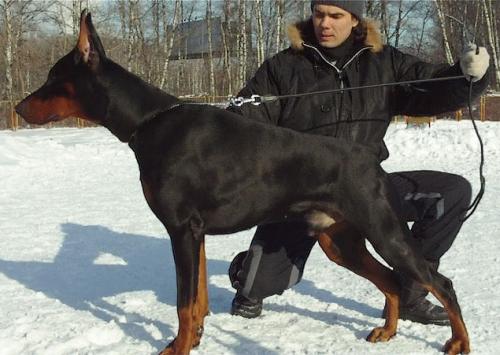 Smart Wood Hills Parabellum | Black Doberman Pinscher