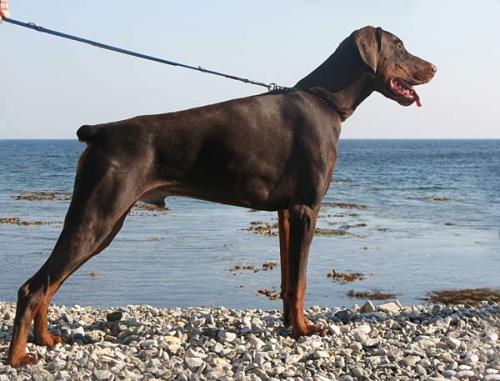 Smart Wood Hills Prize Fighter | Brown Doberman Pinscher