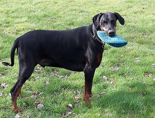 Samsa v.h. IJzeren Veld | Black Doberman Pinscher