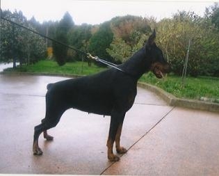 Fonsagrada de Serramestre | Black Doberman Pinscher