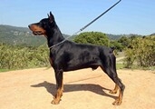 Dalí de Benade | Black Doberman Pinscher