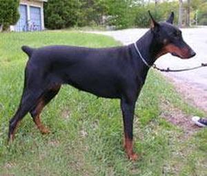 Swift Run's Nimbus Niner | Black Doberman Pinscher