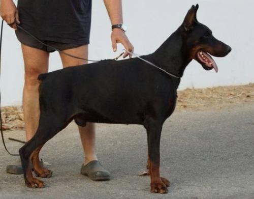 Jackson Steinhage-Grad | Black Doberman Pinscher