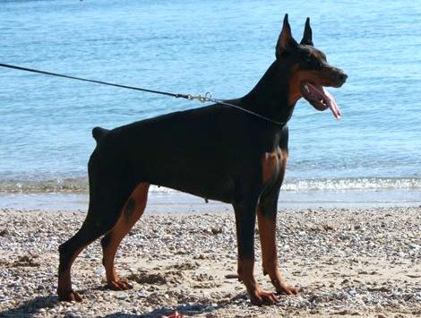 Branka Maxima di Altobello | Black Doberman Pinscher