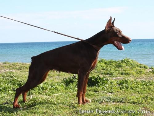 Erebus Princess Callista Cylla | Brown Doberman Pinscher