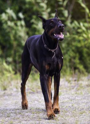 Erebus Princess Chepheu's Cassiopeia | Black Doberman Pinscher