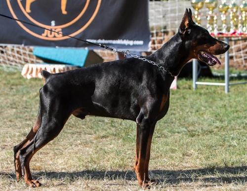 Vito Night Fever | Black Doberman Pinscher