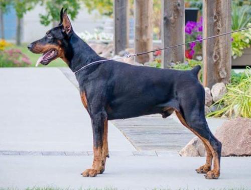 Elegant Line Ukrainian Boy | Black Doberman Pinscher